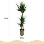 Green boutiQ - Plante d'intérieur - Yucca elephantipes - Yucca - Peu d'entretien - Vert - 1 - Pot 24cm - Hauteur 140cm