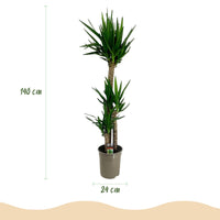 Green boutiQ - Kamerplant - Yucca elephantipes - Yucca - Weinig onderhoud - Groen - 1 - Pot 24cm - Hoogte 140cm