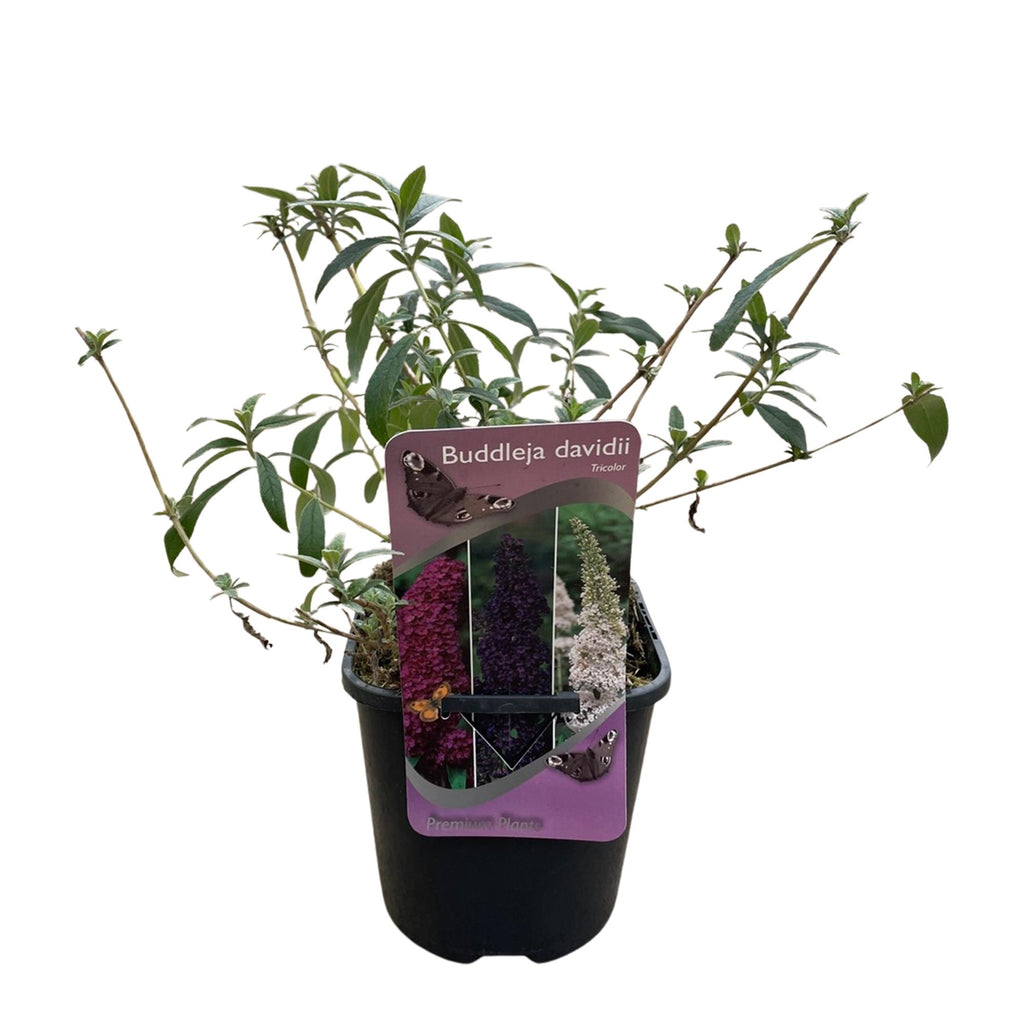 Green boutiQ - Arbre aux papillons - Buddleja davidii Tricolour - Fleurs roses, blanches et violettes - 1 plante - Caduc - Attire les papillons - Pot 17cm Hauteur 30cm