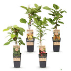 Green boutiQ - Plant fruitier - Actinidia Weiki & Hayward, Ken's Red, Kiwi jaune - Plant de kiwi - 1 mâle - 3 femelles - Plantes - Vert-Rouge-Jaune - Pot 15cm - Hauteur 50cm