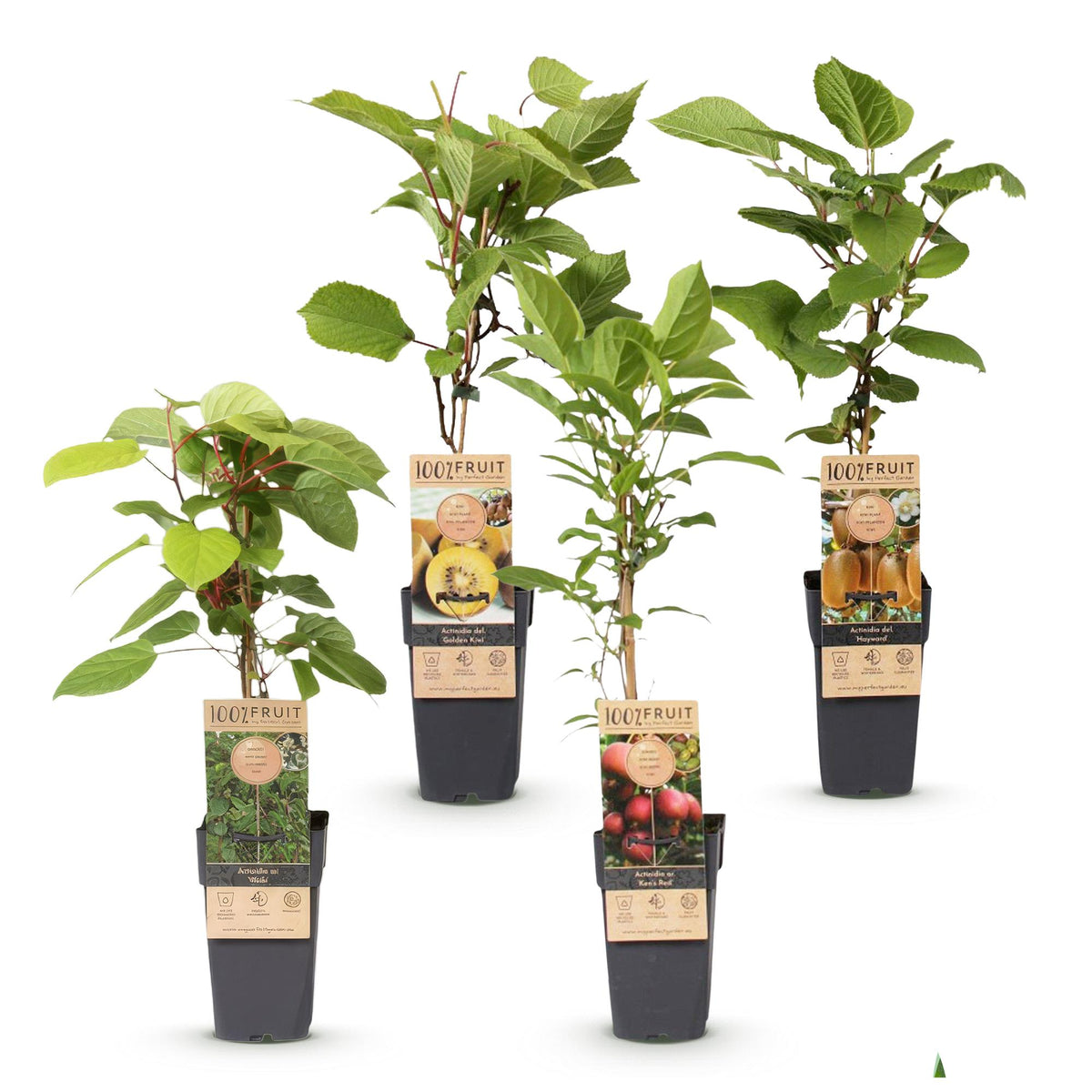 Green boutiQ - Plant fruitier - Actinidia Weiki & Hayward, Ken's Red, Kiwi jaune - Plant de kiwi - 1 mâle - 3 femelles - Plantes - Vert-Rouge-Jaune - Pot 15cm - Hauteur 50cm