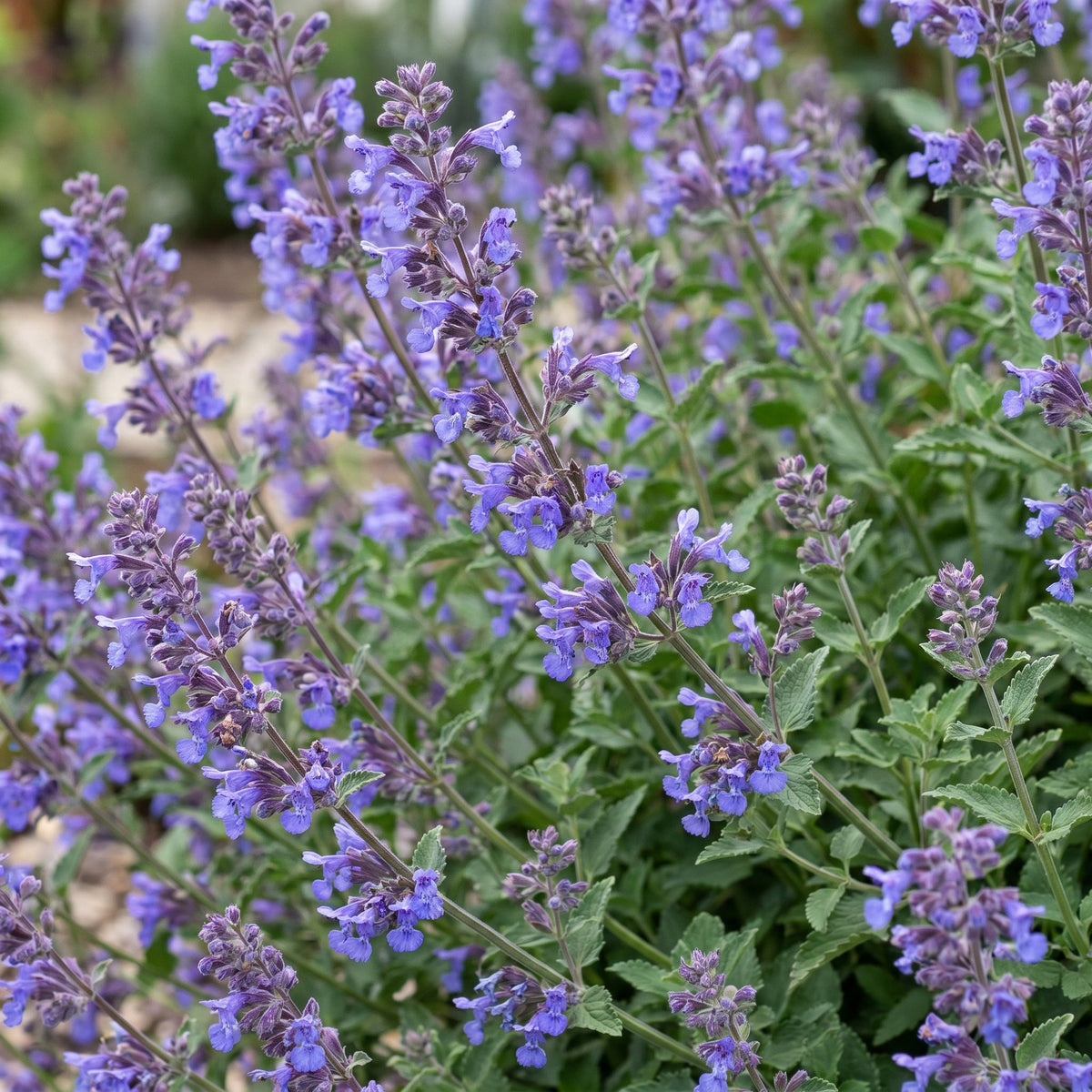 Green boutiQ - Vivace - Nepeta faassenii 'Six Hills Giant' - Herbe à chat - Attire les abeilles et les papillons - Violet - 6 Plantes - Pot 11cm - Hauteur 15-25cm