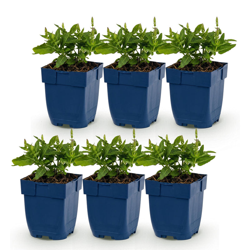 Green boutiQ - Vasteplant - Salvia Tricolour - Salie - Geurend - Paars - Roze - Wit - 6 Planten - Pot 11cm - Hoogte 15-25cm