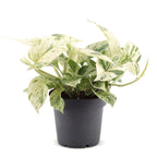 Epipremnum Snow Leopard - Snow Leopard Pothos - Green - Cream - Tropical - Ø12cm - ↕25cm