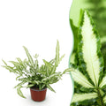 Green boutiQ - Kamerplant - Pteris cretica Albolineata - Lintvaren - Huisdiervriendelijke Plant - Groen - 1 Plant - Pot 12cm - Hoogte 20cm