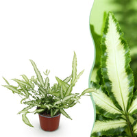 Green boutiQ - Kamerplant - Pteris cretica Albolineata - Lintvaren - Huisdiervriendelijke Plant - Groen - 1 Plant - Pot 12cm - Hoogte 20cm