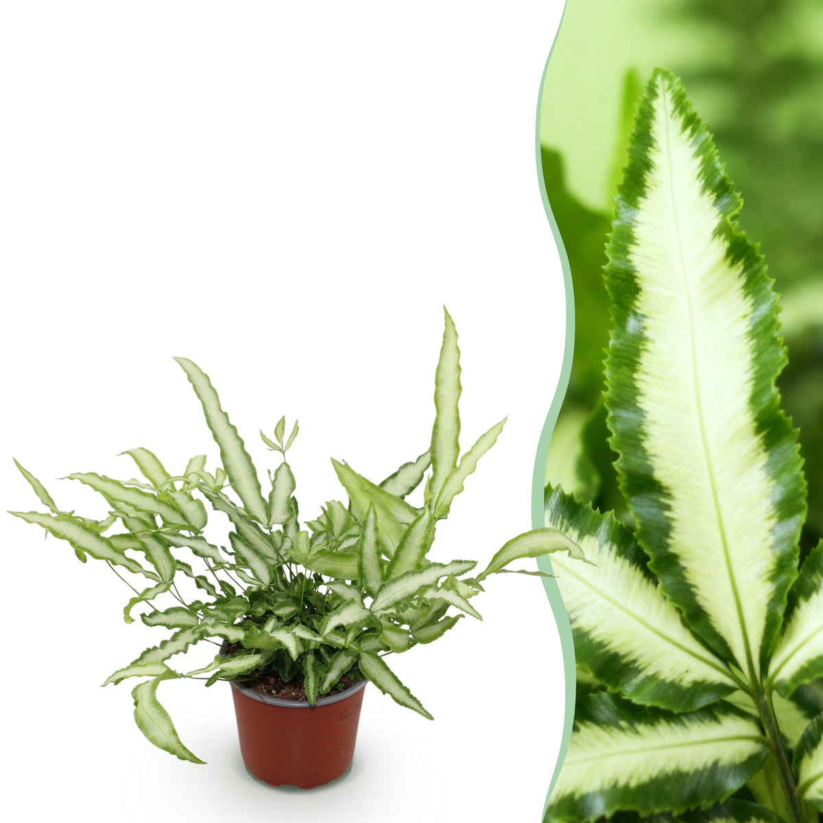 Green boutiQ - Kamerplant - Pteris cretica Albolineata - Lintvaren - Huisdiervriendelijke Plant - Groen - 1 Plant - Pot 12cm - Hoogte 20cm