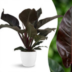 Green boutiQ - Plante d'intérieur - Philodendron - Philodendron Imperial Red - Rouge - Entretien facile - 1 plante - avec pot blanc - Pot 19 cm - Hauteur 60 cm