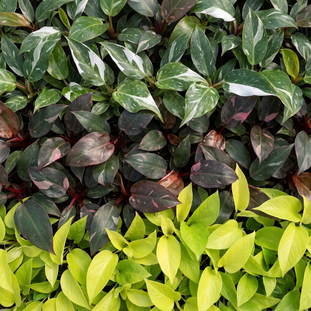 3x Baby Philodendron Tricolour - White - Pink - Yellow - Green - Tropical - Ø6cm - ↕10-15cm