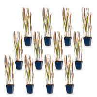 Green boutiQ - Grassen - Imperata cylindrica Red Baron - Japans bloedgras - Rode uitlopers - Rood - 12 Planten - Pot 11cm - Hoogte 15-25cm