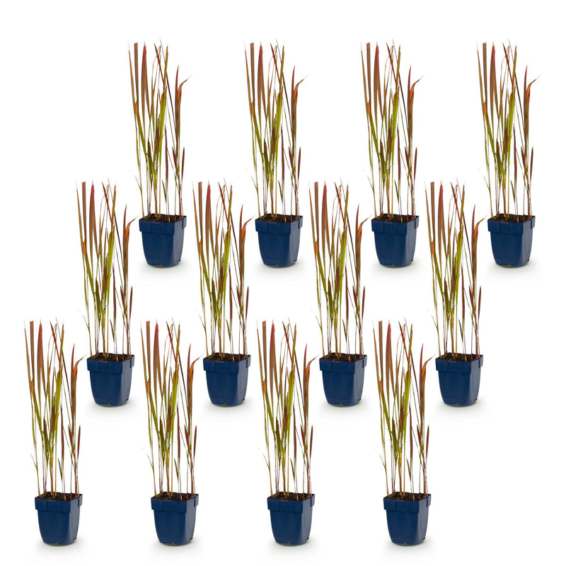Green boutiQ - Grassen - Imperata cylindrica Red Baron - Japans bloedgras - Rode uitlopers - Rood - 12 Planten - Pot 11cm - Hoogte 15-25cm