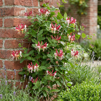 6x Lonicera jap. 'Red World' - Japanese honeysuckle - Red - Pink - Climber - Ø9cm - ↕35cm