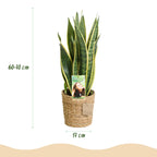 Green BoutiQ - Le vert, c'est... Plantes d'intérieur - Sansevieria Laurentii - Langue de belle-mère - Peu d'entretien - avec panier - Vert - 2 Plantes - Pot 17cm - Hauteur 60-70cm