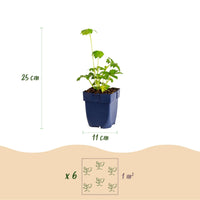 Green boutiQ - Vasteplant - Astrantia major - Sterrenkruid - Schaduw - Wit-Roze - 6 Planten - Pot 11cm - Hoogte 15-25cm