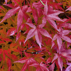 Green boutiQ - Plante de terrasse - Érable du Japon - Acer palmatum Pink Dwarf - Rose - 2 plantes - Caduc - Pot 19cm Hauteur 70cm