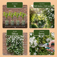 6x Jasminum officinale - Common Jasmine - White - Climber - Ø9cm - ↕35cm