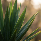 Green boutiQ - Plante d'intérieur - Yucca (Yucca éléphant) - Yucca Elephantipes - Vert - Entretien facile - 1 plante - avec panier - Pot 21cm - Hauteur 80 - 90cm