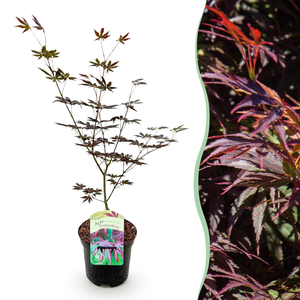 Green boutiQ - Plante de terrasse - Érable japonais - Acer palmatum Trompenburg - Violet foncé - 1 plante - Caduc - Pot 19 cm, hauteur 70 cm
