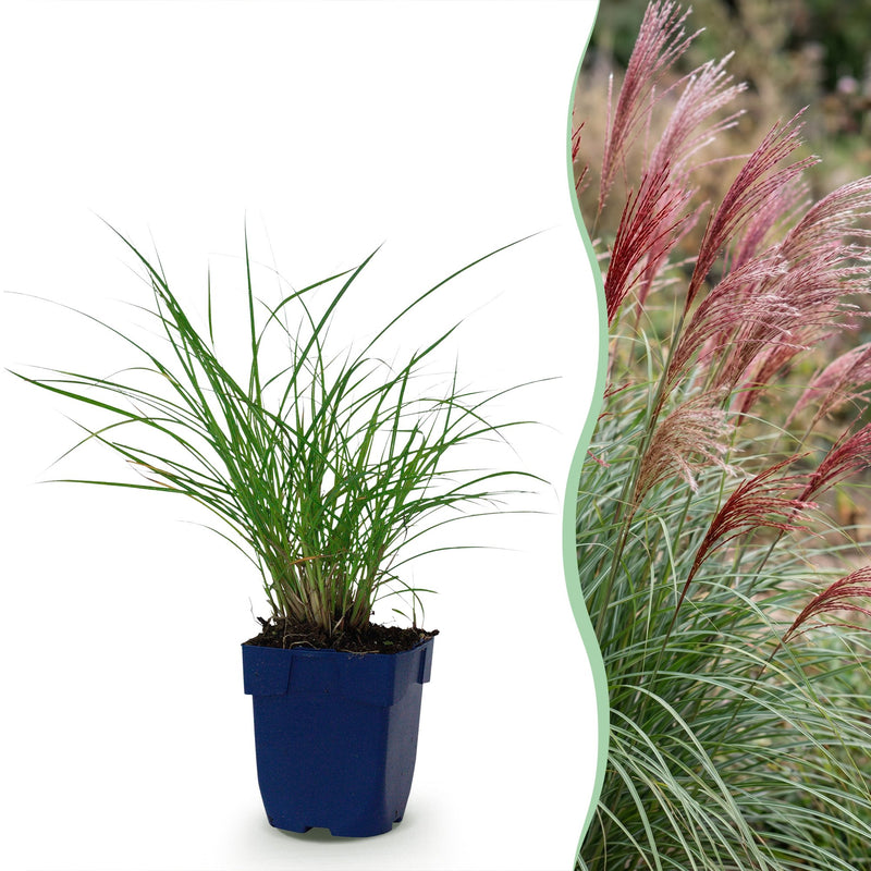 Green boutiQ - Grassen - Miscanthus sin. Red Chief - Pampusgras - Met Pluim - Groen - 1 Plant - Pot 11cm - Hoogte 15-25cm