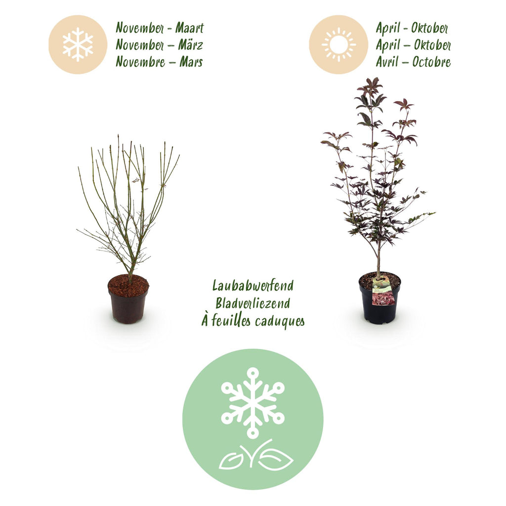 Green boutiQ - Plante de jardin - Acer palmatum Bloodgood - Érable du Japon - Caduc - Rouge - 1 - Pot 26cm - Hauteur 90cm