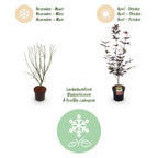 Green boutiQ - Plante de jardin - Acer palmatum Bloodgood - Érable du Japon - Caduc - Rouge - 1 - Pot 26cm - Hauteur 90cm
