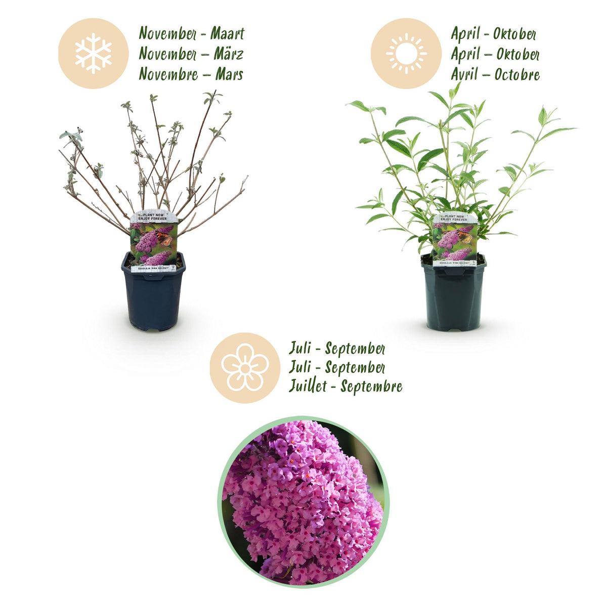 Green boutiQ - Plante de jardin - Buddleja davidii Pink Delight - Arbre aux papillons - Rustique - Rose - 1 Plante - Pot 17cm - Hauteur 45cm