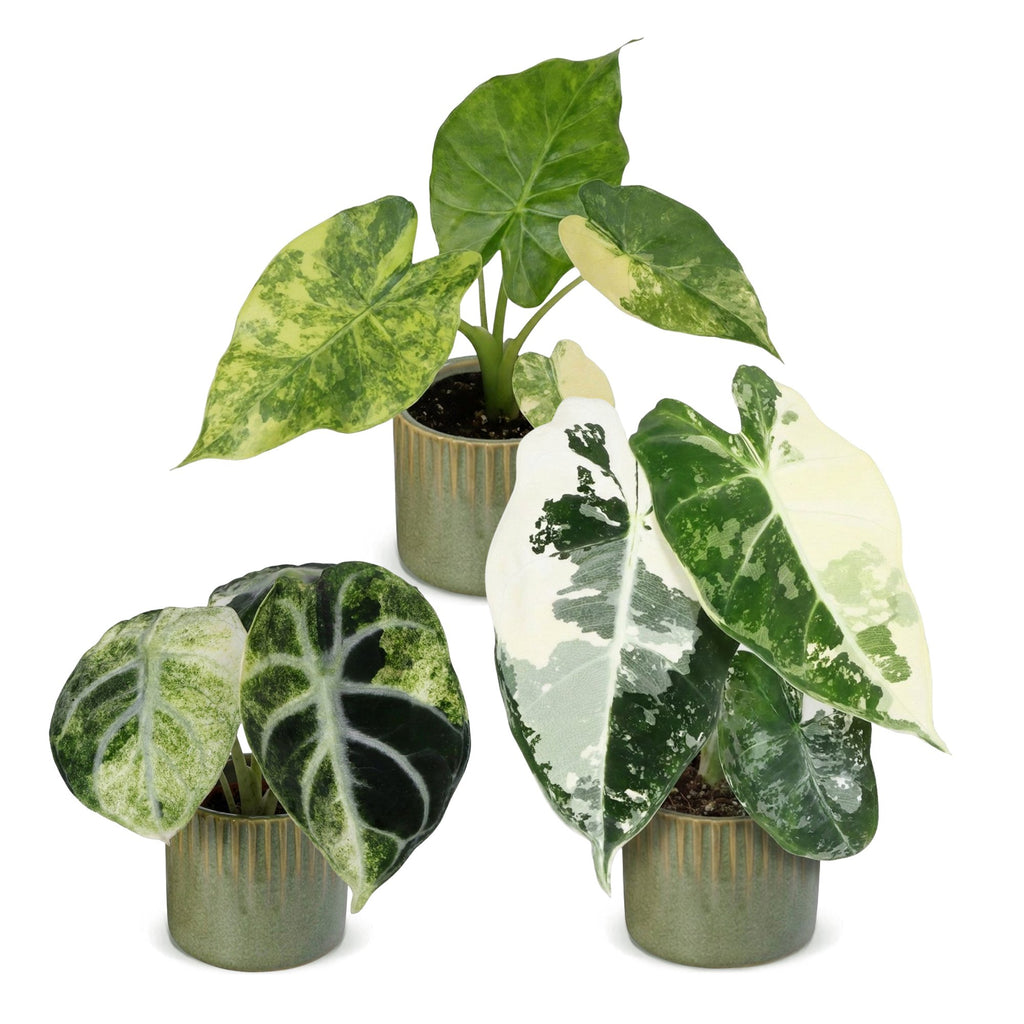 3x Baby Alocasia Tricolour Variegata - Green - Black - Variegata - Tropical - incl. Linnea Olive - Ø6cm - ↕5-15cm