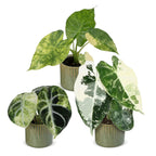 3x Baby Alocasia Tricolour Variegata - Green - Black - Variegata - Tropical - incl. Linnea Olive - Ø6cm - ↕5-15cm