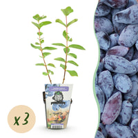 Green boutiQ - Fruitplanten - Honingbes - Lonicera caerulea Kamtschatica - Winterhard - 3 Planten - Pot  9 cm - Blauw  Bes