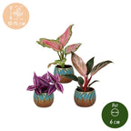 3x Baby Paradise Mix - Various colours - Tropical - incl. Copper Reef - Ø6cm - ↕10-15cm