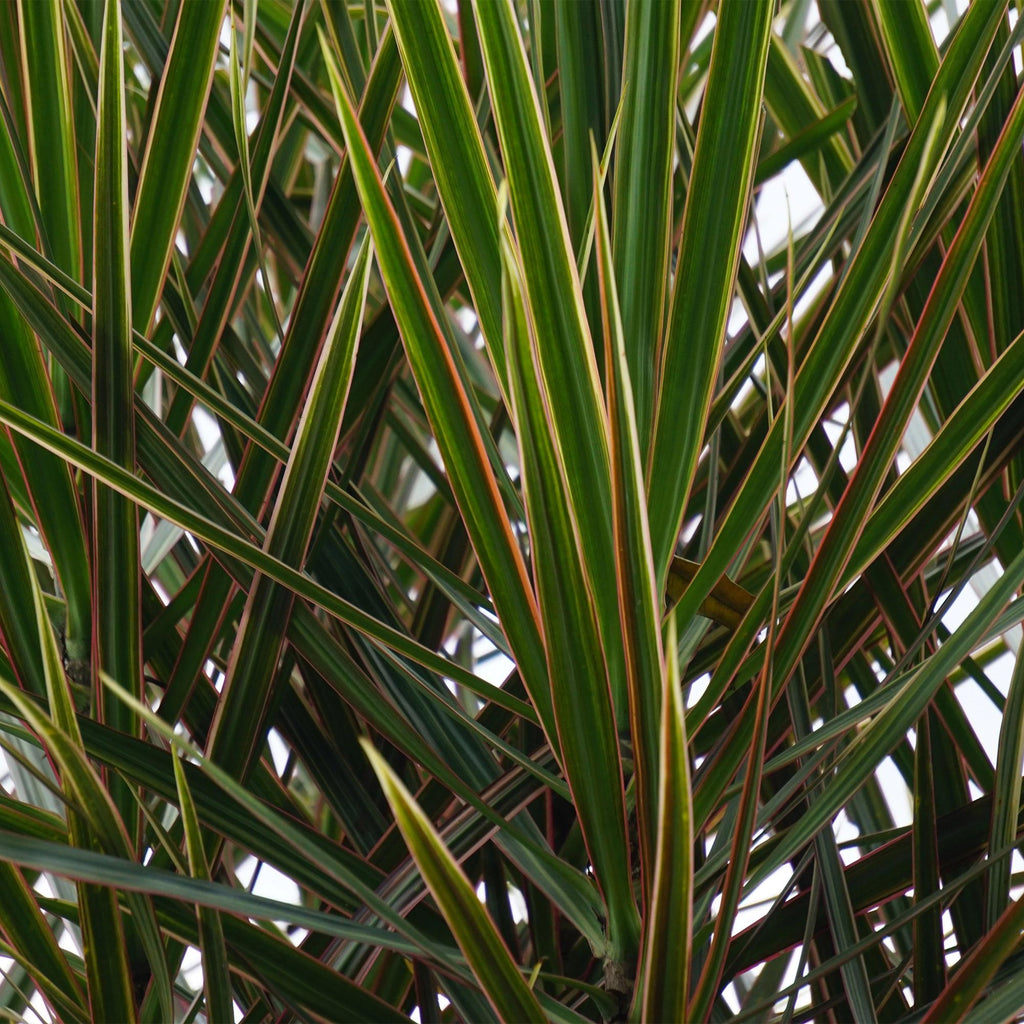 Green BoutiQ - Green is... Plantes d'intérieur - Dracaena Marginata - Dragonnier - Peu d'entretien - avec panier - Vert - 2 plantes - Pot 17cm - Hauteur 70-80cm