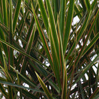 Green BoutiQ - Green is... Plantes d'intérieur - Dracaena Marginata - Dragonnier - Peu d'entretien - avec panier - Vert - 2 plantes - Pot 17cm - Hauteur 70-80cm