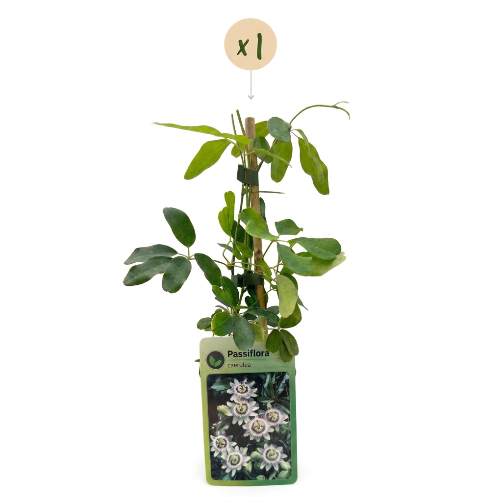 Passiflora caerulea - Blue passionflower - White - Purple - Climber - Ø9cm - ↕35cm