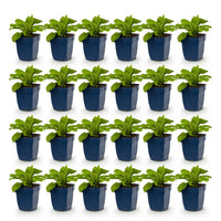 Green boutiQ - Vasteplant - Digitalis purp. Dalmatian White - Vingerhoedskruid - Schaduw - Wit - 24 Planten - Pot 11cm - Hoogte 15-25cm