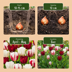 120x Tulipa Dutch Design - Tulipe Dutch Design - Rose et Blanc - Floraison printanière - Calibre 11/12