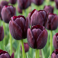 Green boutiQ - Bloembollen - Tulp Triumph Black - Kleur Donker Paars - 12 stuks - Bolmaat 11/12 - XXL Pack - foto 1