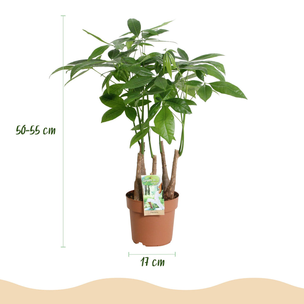 Green BoutiQ - Green is... Plantes d'intérieur - Pachira Aquatica multi-troncs - Arbre à argent - Entretien facile - Vert - 2 Plantes - Pot 17cm - Hauteur 50-55cm