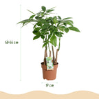 Green BoutiQ - Green is... Plantes d'intérieur - Pachira Aquatica multi-troncs - Arbre à argent - Entretien facile - Vert - 2 Plantes - Pot 17cm - Hauteur 50-55cm