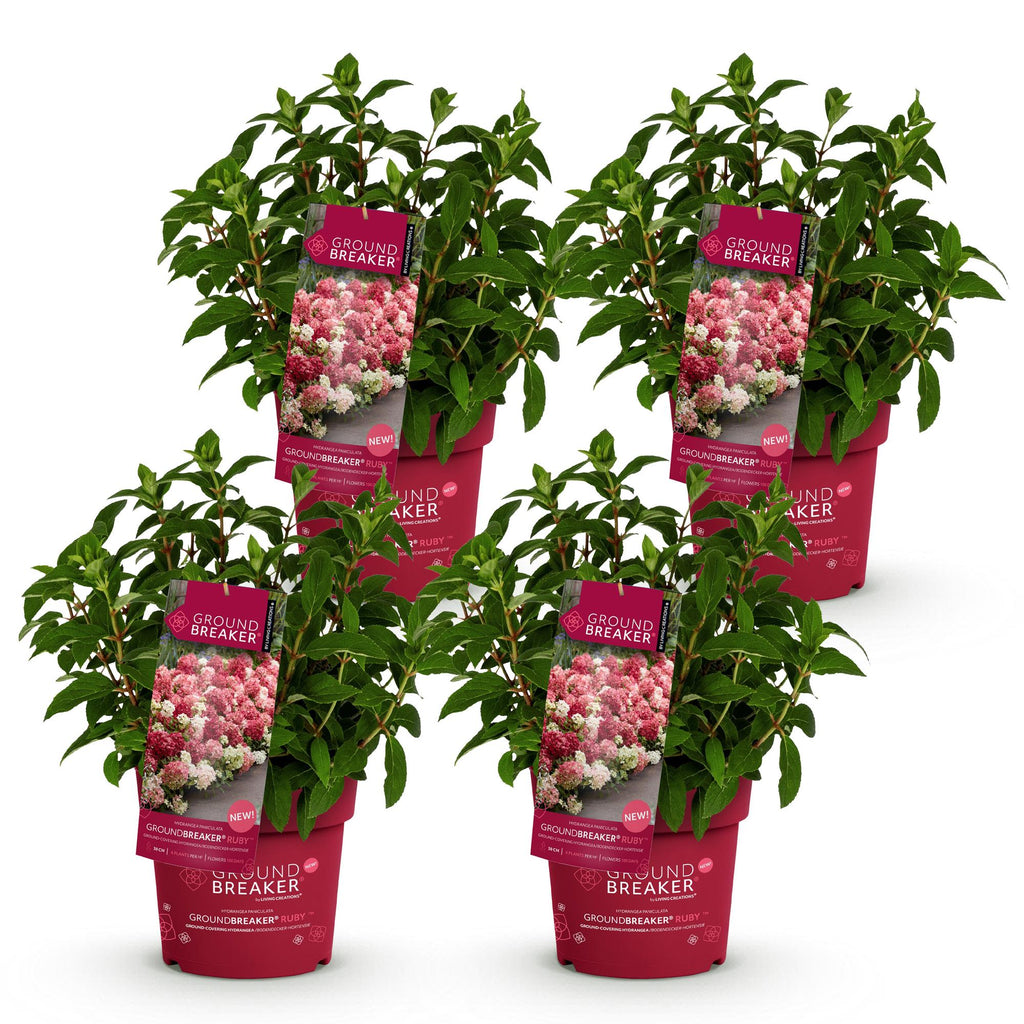 Green boutiQ - Plante de jardin - Hydrangea paniculata Groundbreaker Ruby - Hortensia paniculé - Rustique - Rouge - 4 plantes - Pot 14 cm - Hauteur 20-25 cm