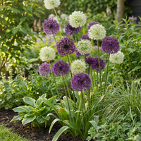 40x Allium Purple - White Mix - Sierui paars-wit mix - Paars en Wit - Zomerbloeier - Bolmaat 10/12