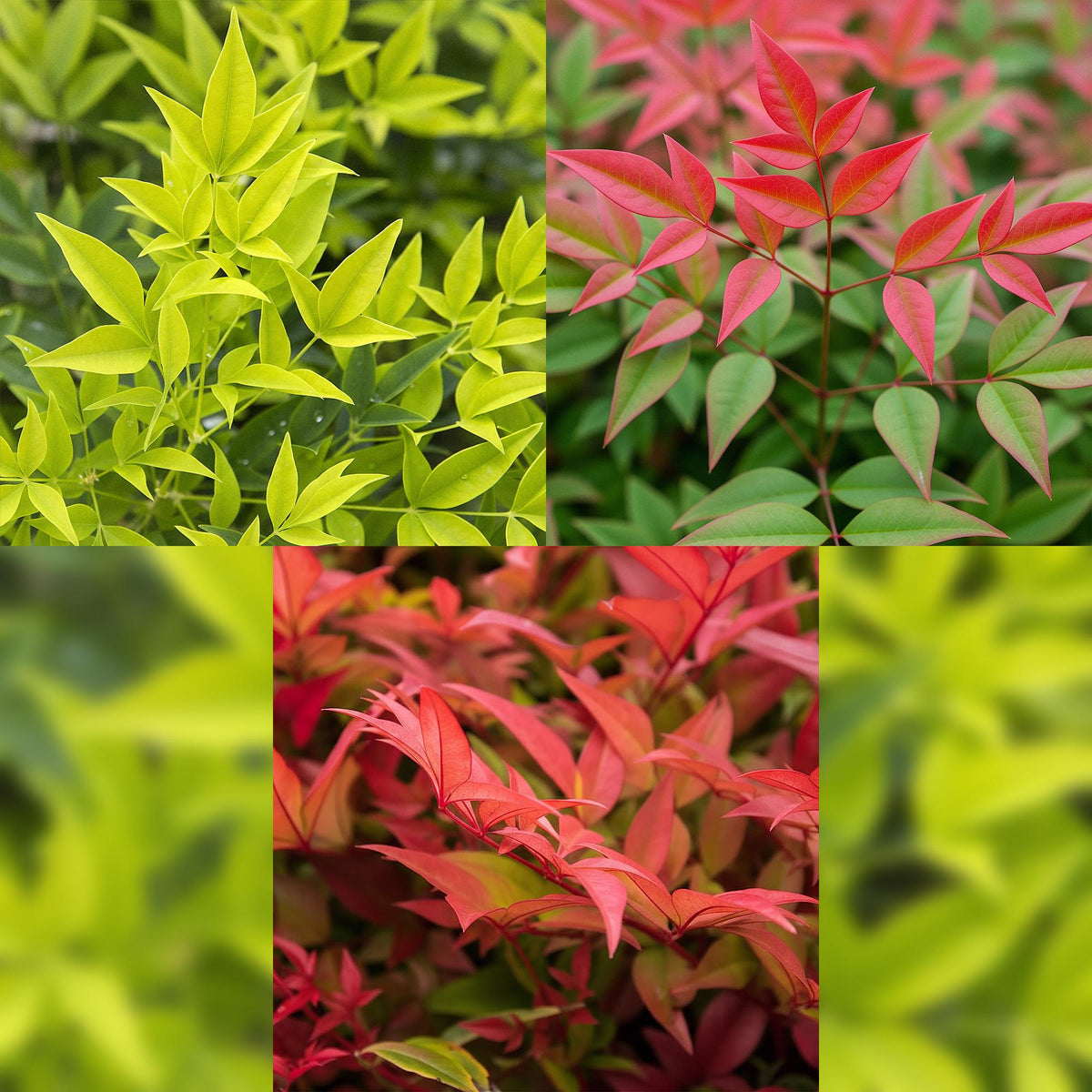 Green boutiQ - Gartenpflanze - Nandina Tricolour - Gelb & Rot & Orange - 3 Pflanzen - Immergrün - Pflegeleicht - Topf 17cm Höhe 45cm