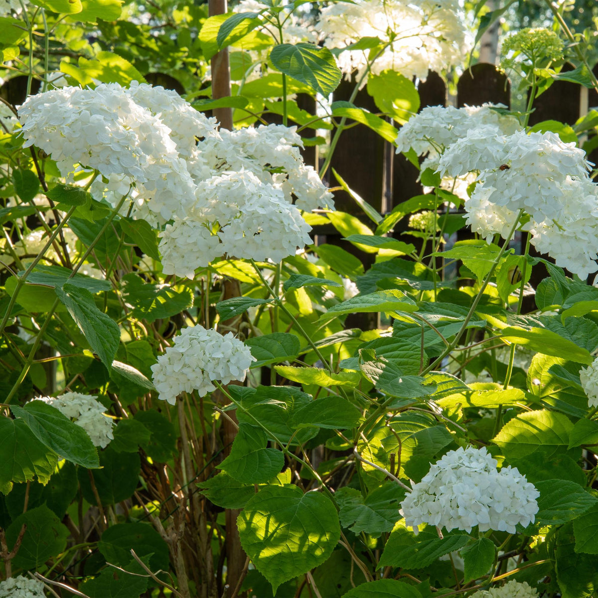 Green boutiQ - Hortensia paniculée - Hydrangea arborescens Annabelle - Fleur blanche - 1 plante - À feuilles caduques - Grandes fleurs - Pot 17 cm Hauteur 50 cm