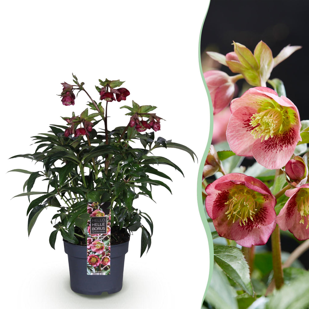 Green boutiQ - Plante de jardin - Rose de Carême - Hellébore Dacaya - Fleur rose - Persistant - Pot 19cm Hauteur 50cm