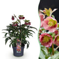 Green boutiQ - Plante de jardin - Rose de Carême - Hellébore Dacaya - Fleur rose - Persistant - Pot 19cm Hauteur 50cm