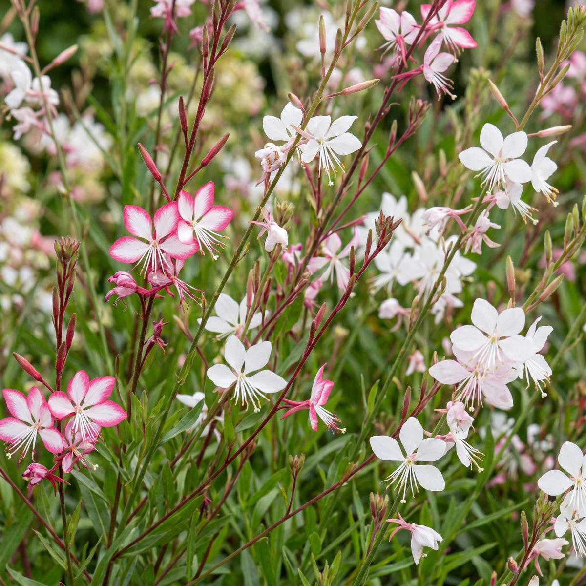 Green boutiQ - Plante vivace - Gaura Duo - Fleur de coucou - Attire les abeilles et les papillons - Rose - Blanc - 24 plantes - Pot 11cm - Hauteur 15-25cm