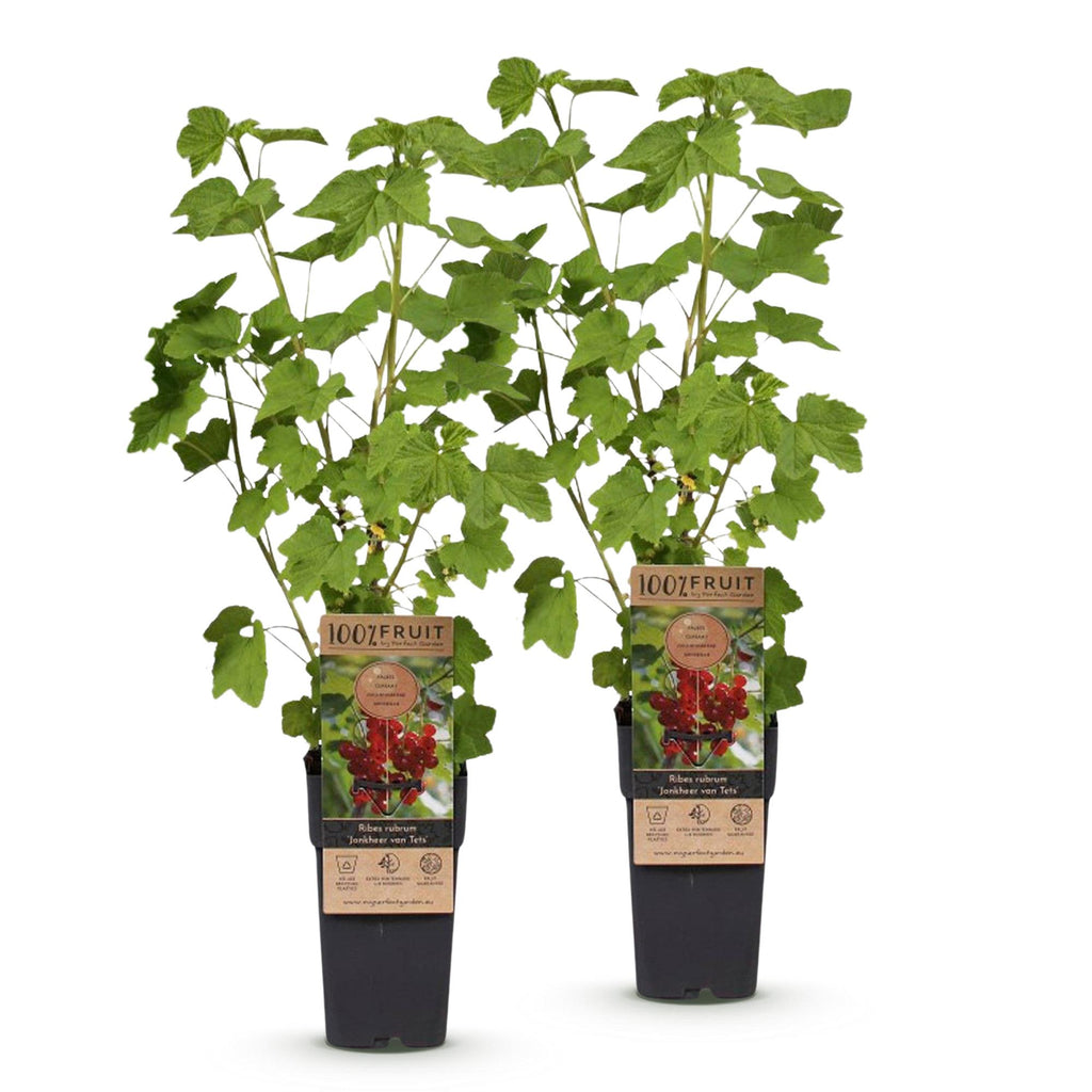 Green boutiQ - Plant fruitier - Ribes rubrum Jonkheer van Tets - Groseillier - Rustique - Groseille rouge - 2 plantes - Pot 15cm - Hauteur 50cm
