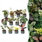 12x Baby Plants Surprise Box - Various colours - Tropical - incl. Linnea Misty Blue - Ø6cm - ↕5-15cm