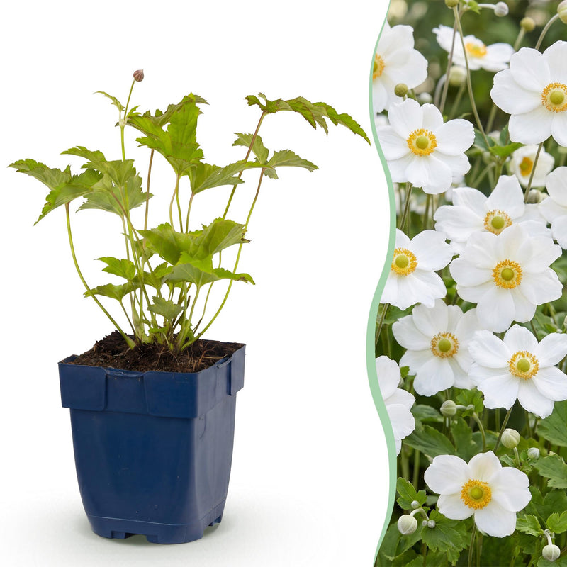 Green boutiQ - Vasteplant - Anemone hybr. Hon. Jobert - Herfst Anemoon - Schaduw - Wit - 1 Plant - Pot 11cm - Hoogte 15-25cm