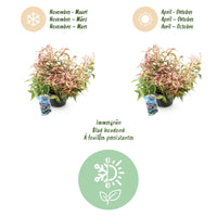 Green boutiQ - Tuinplant - Leucothoe Makijaz - Bruin - 1 Plant - Groenblijvend - Weinig Onderhoud - Pot 17cm Hoogte 45cm