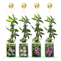12x Passiflora Rainbow - Rainbow passion flower - White - Purple - Pink - Purple - Climber - Ø9cm - ↕35cm